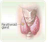 Premenopause gland