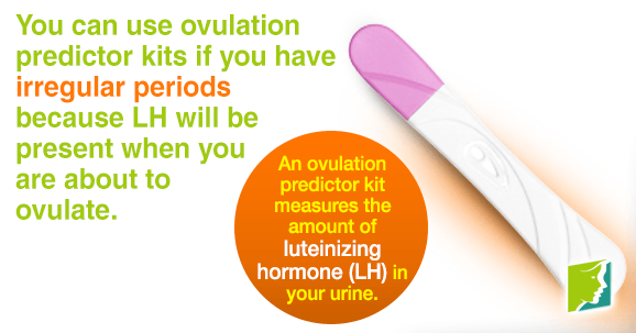 An ovulation predictor kit measures the amount of luteinizing hormone in your urine