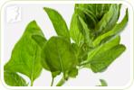 Spinach for Memory Lapses