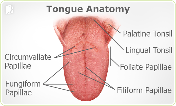 Tongue Anatomy