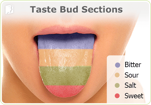 Taste bud sections