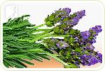 Top 6 Herbs for Relieving Muscle Tension