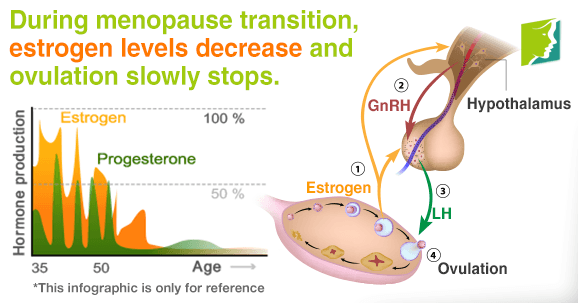 During the menopause transition, estrogen levels decrease and ovulation slowly stops